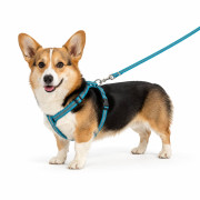 Шлея з повідцем для собак і котів із поліестеру, 3 кольори, ширина (1) см, на блістері, №PJ-042-1.0 (360)