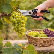 Секатор садовый металлический, 8 дюймов, с чёрной однотонной ручкой (1 цвет) и 1 запасной спиральной пружиной, на блистере, №SH-6-1 (72)